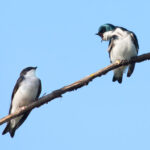 Birds Chatting - Foto Ingrid Taylar via Flickr