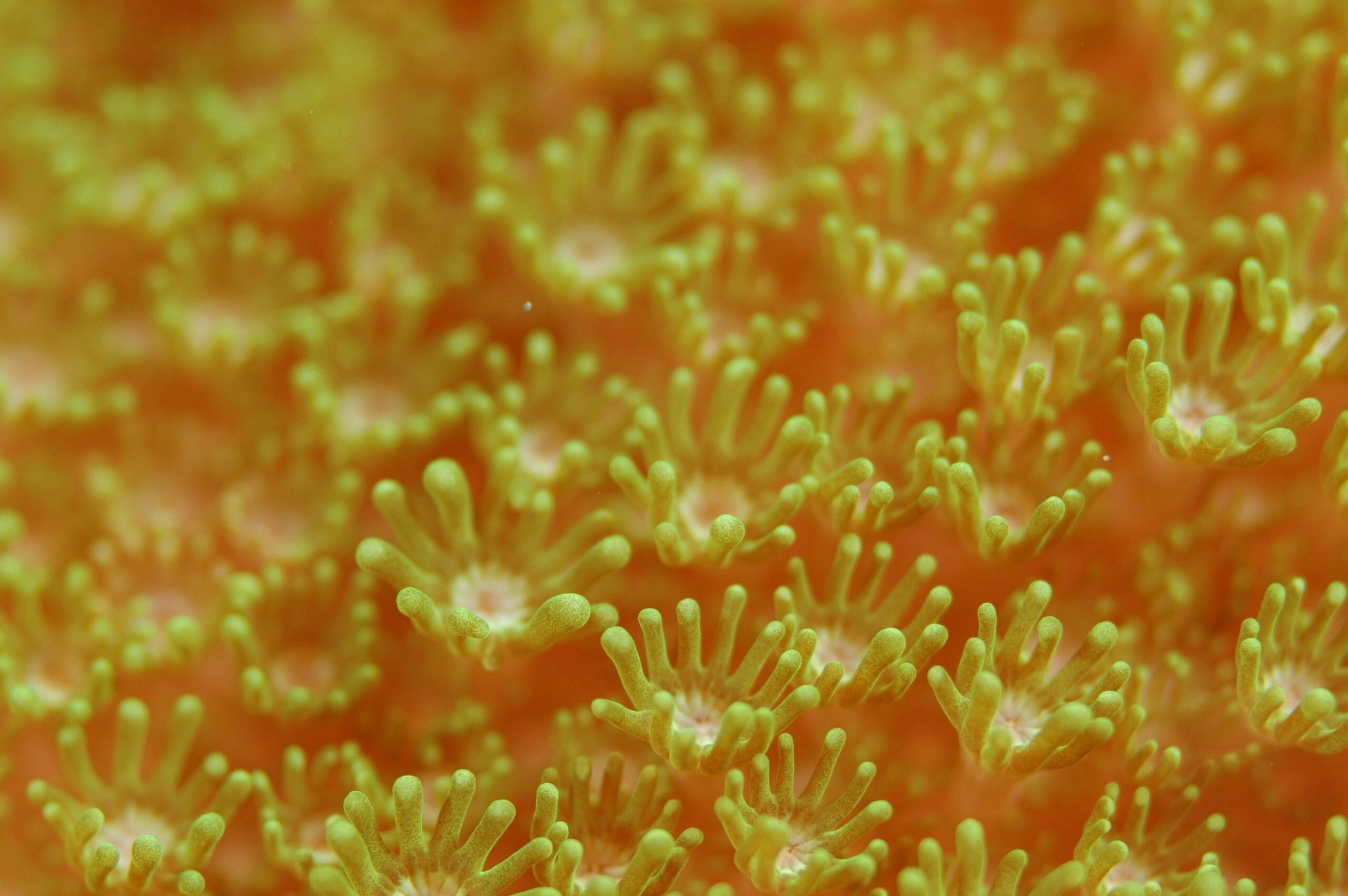 Corals