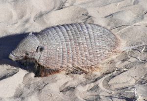 Armadillo