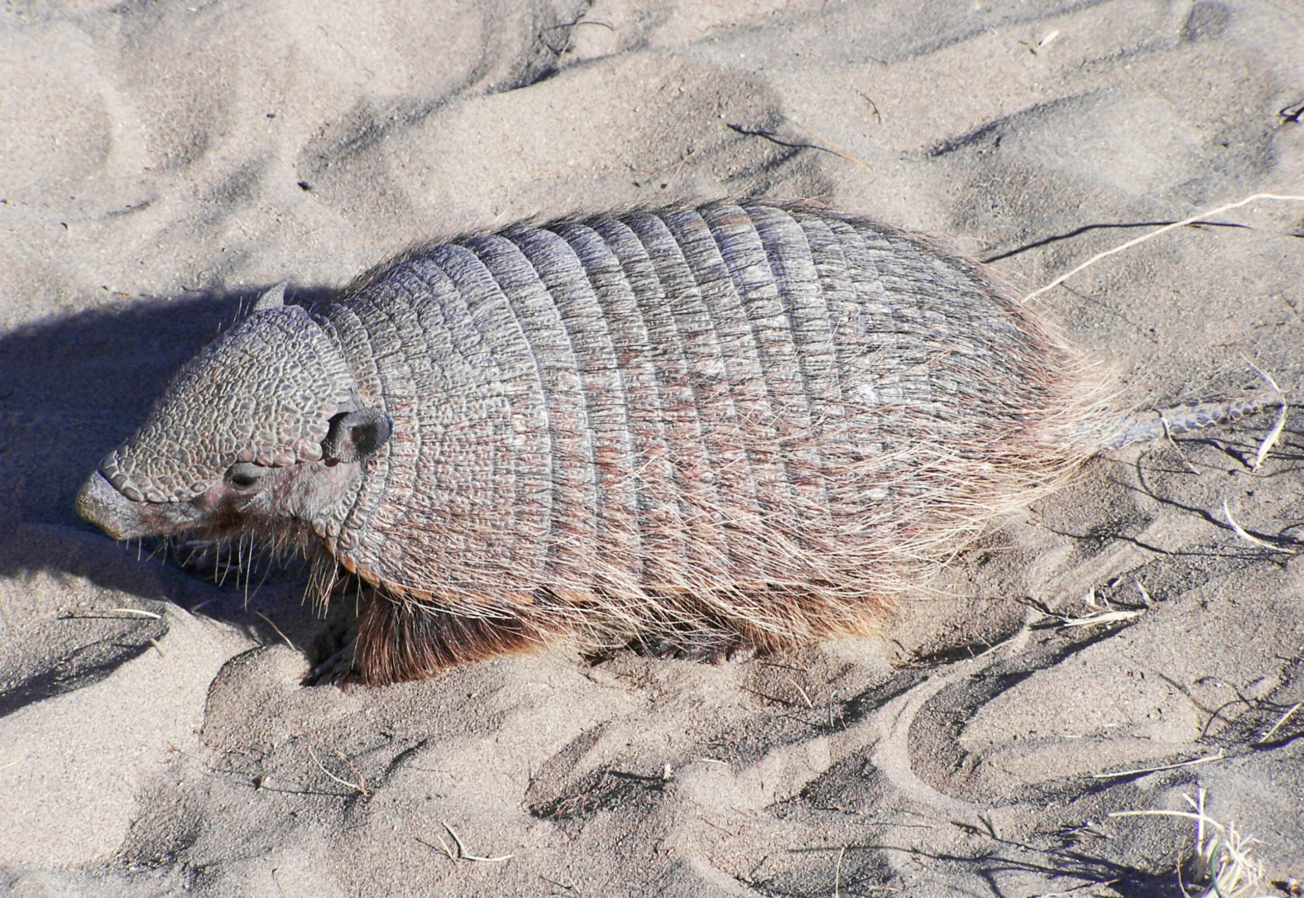Armadillo